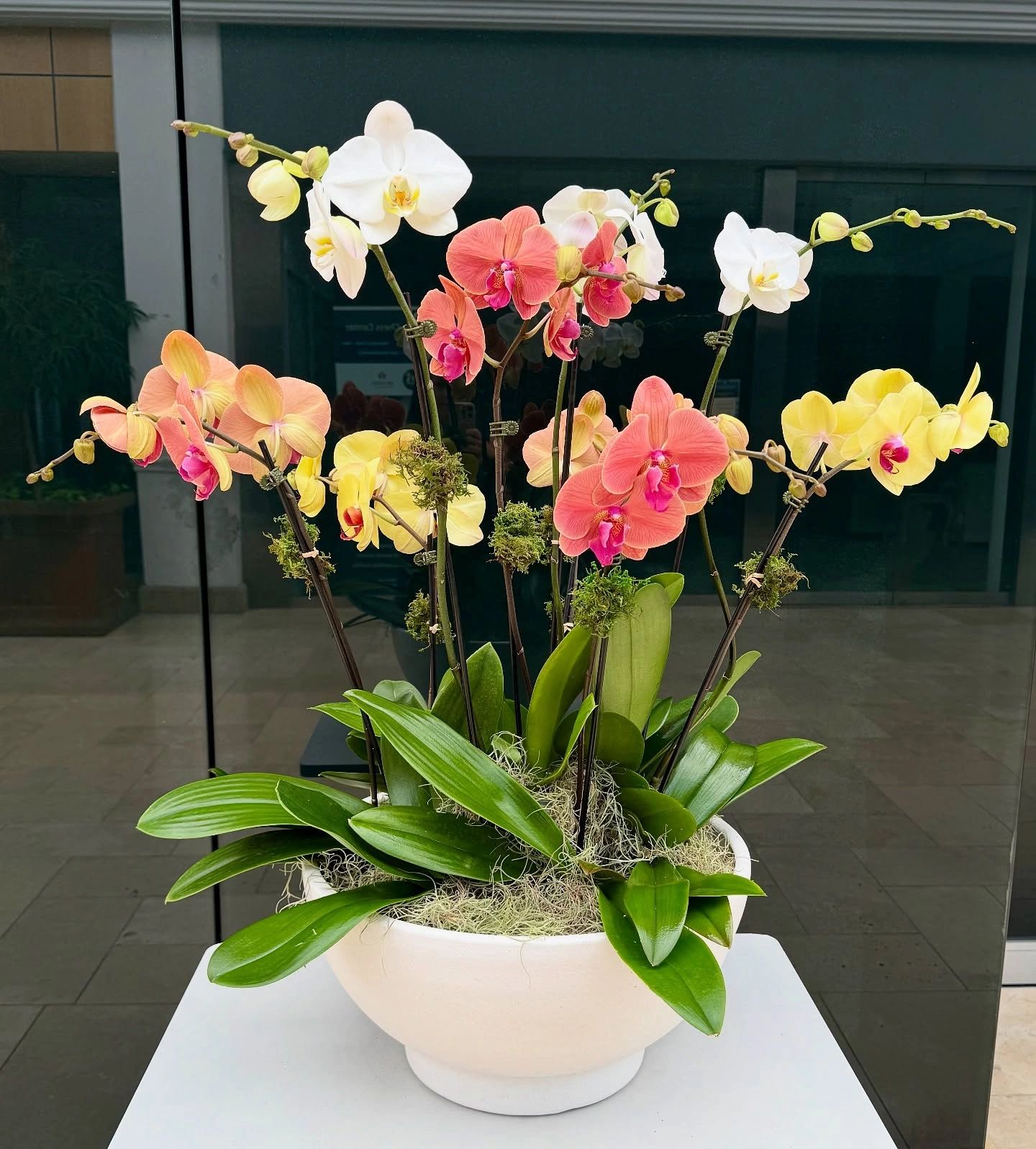 Rooted in Sarasota: Where Orchids Flourish with The Orchid Lady