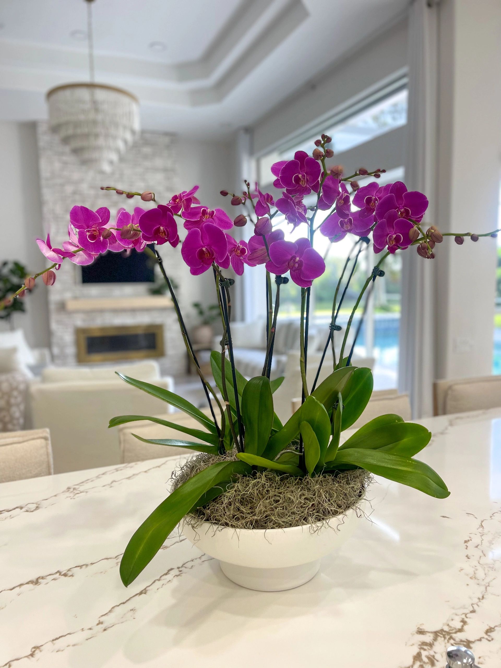 Orchid arrangement, Sarasota