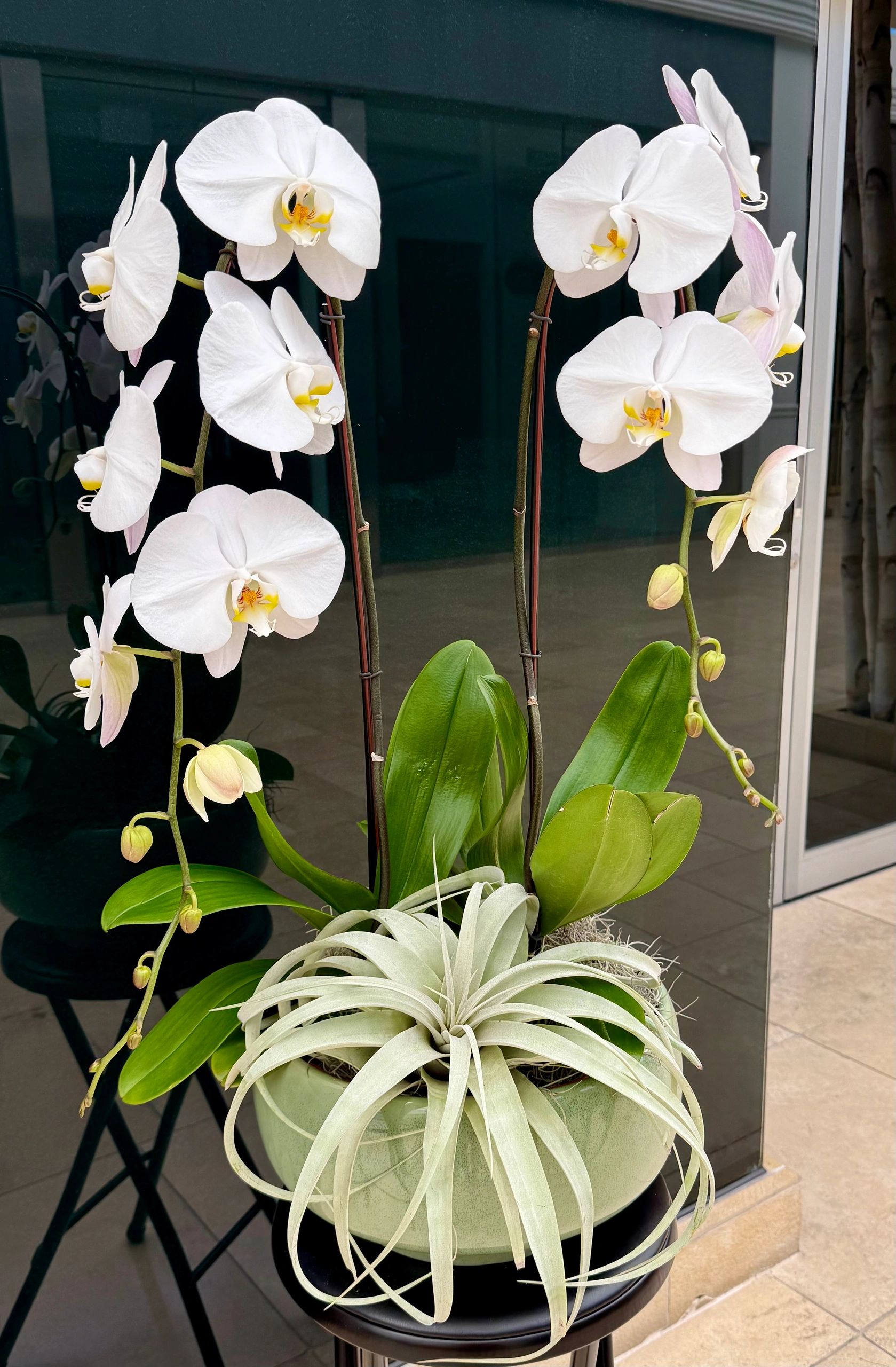 Orchid arrangement, Sarasota