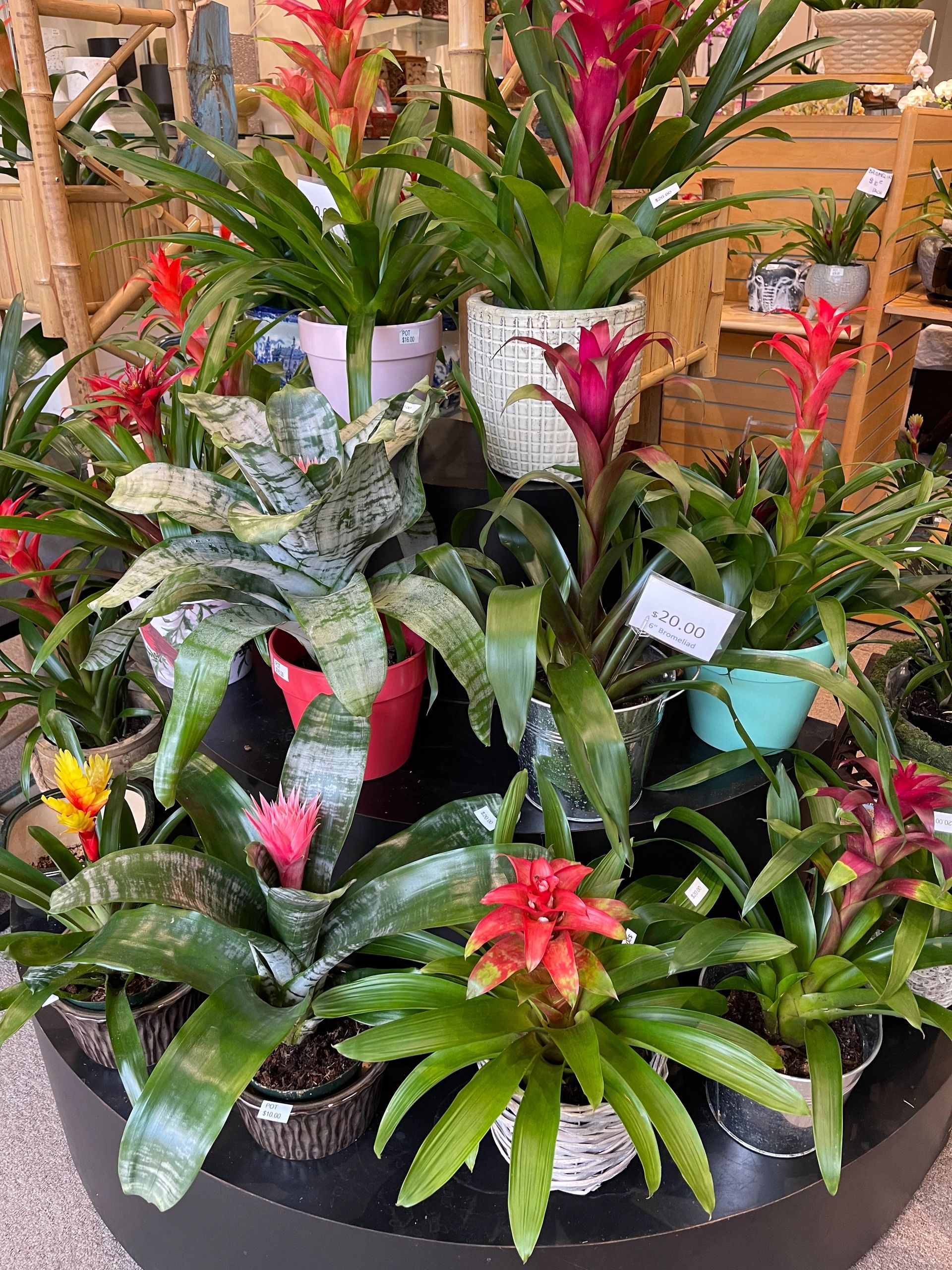 Orchid arrangement, Sarasota