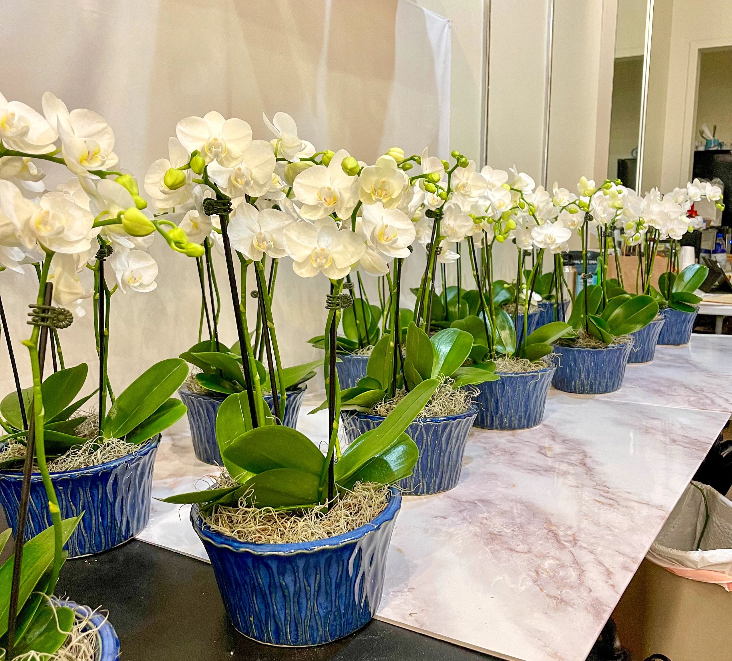 Custom orchid arrangement in Sarasota by The Orchid Lady