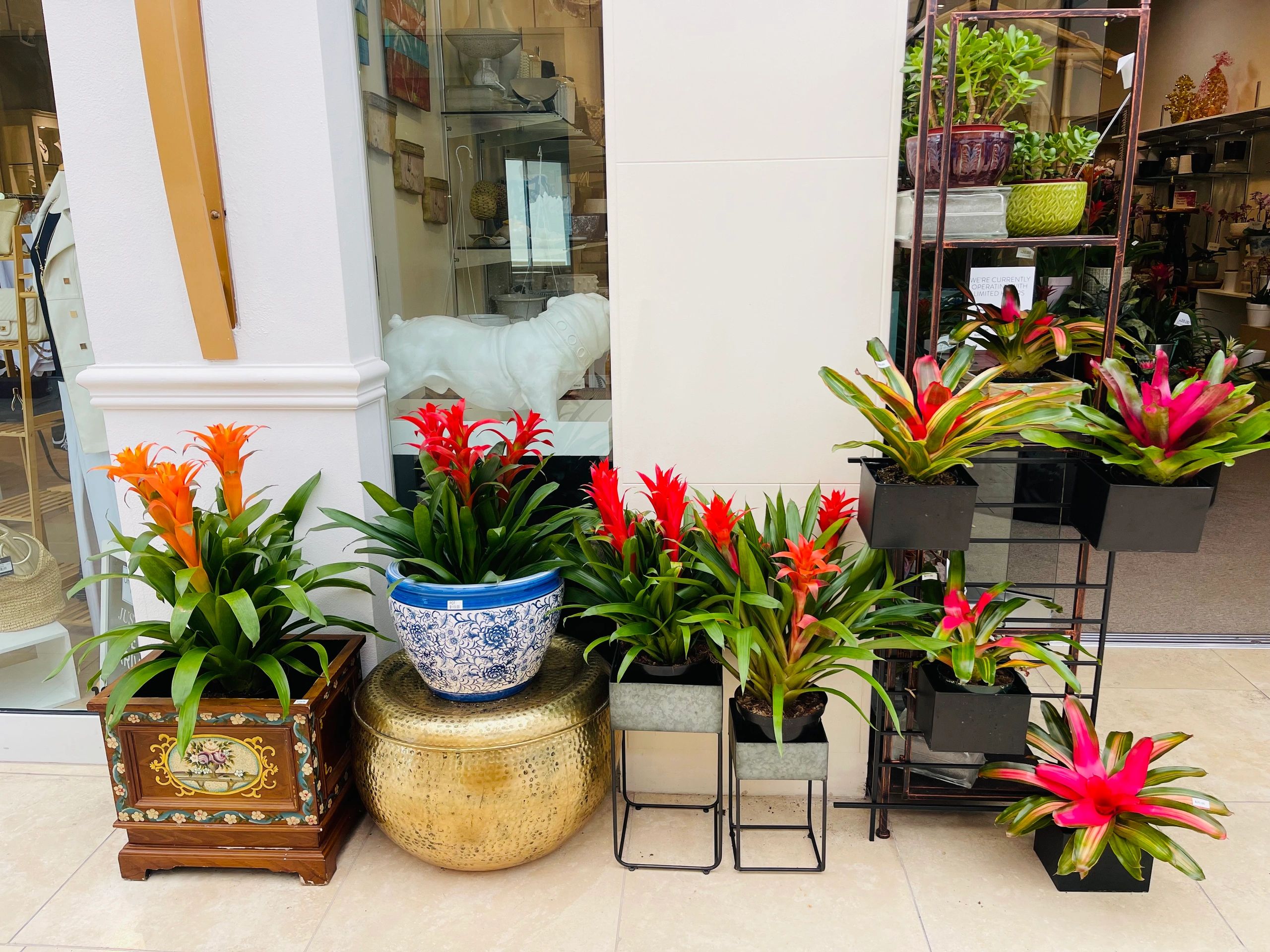 Orchid bromeliads, Sarasota