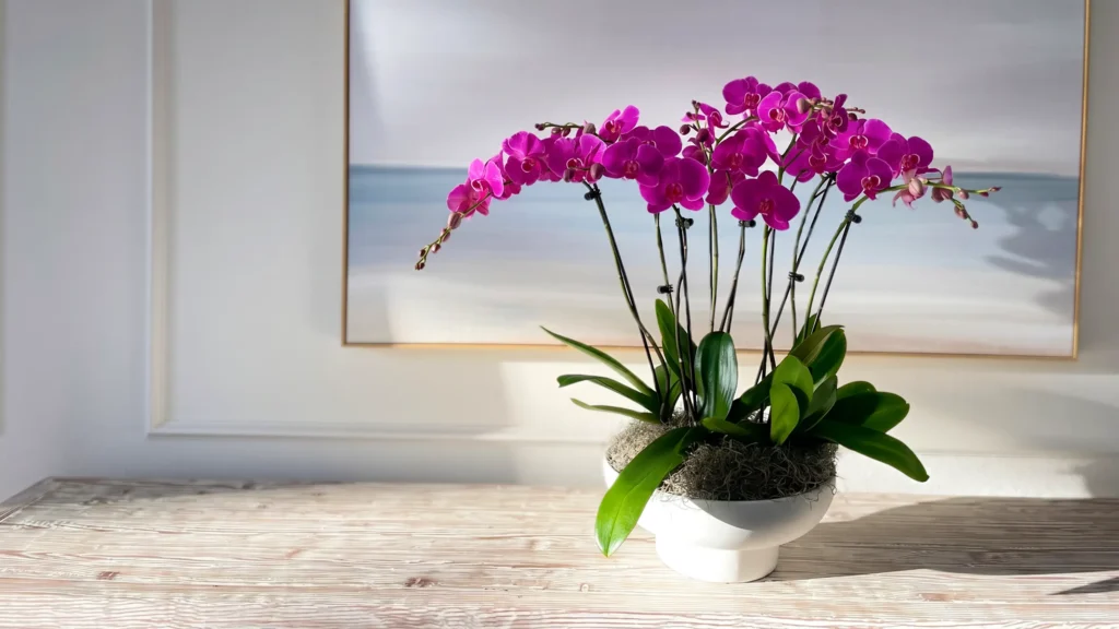 Custom orchid arrangements hand-designed by The Orchid Lady in Sarasota