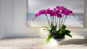 Custom orchid arrangements hand-designed by The Orchid Lady in Sarasota