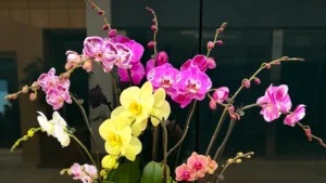Orchid care guide from The Orchid Lady, watering and light tips for a healthy phalaenopsis in Sarasota