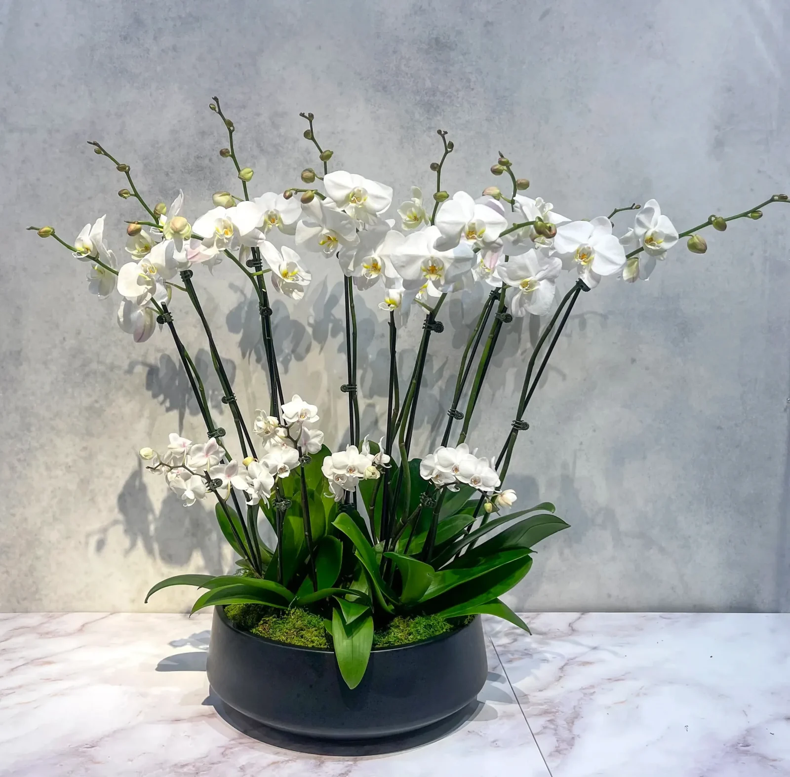 Cream orchid arrangement in a black low bowl, by The Orchid Lady in Sarasota