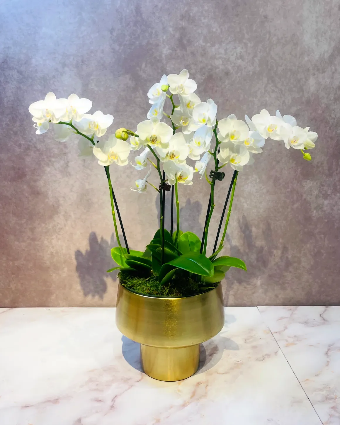 Cream orchid arrangement in a gold/brass pot, by The Orchid Lady in Sarasota