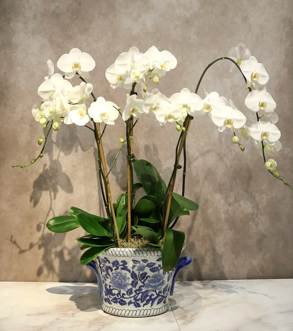 White orchid arrangement in a blue-and-white chinoiserie footed bowl, by The Orchid Lady in Sarasota