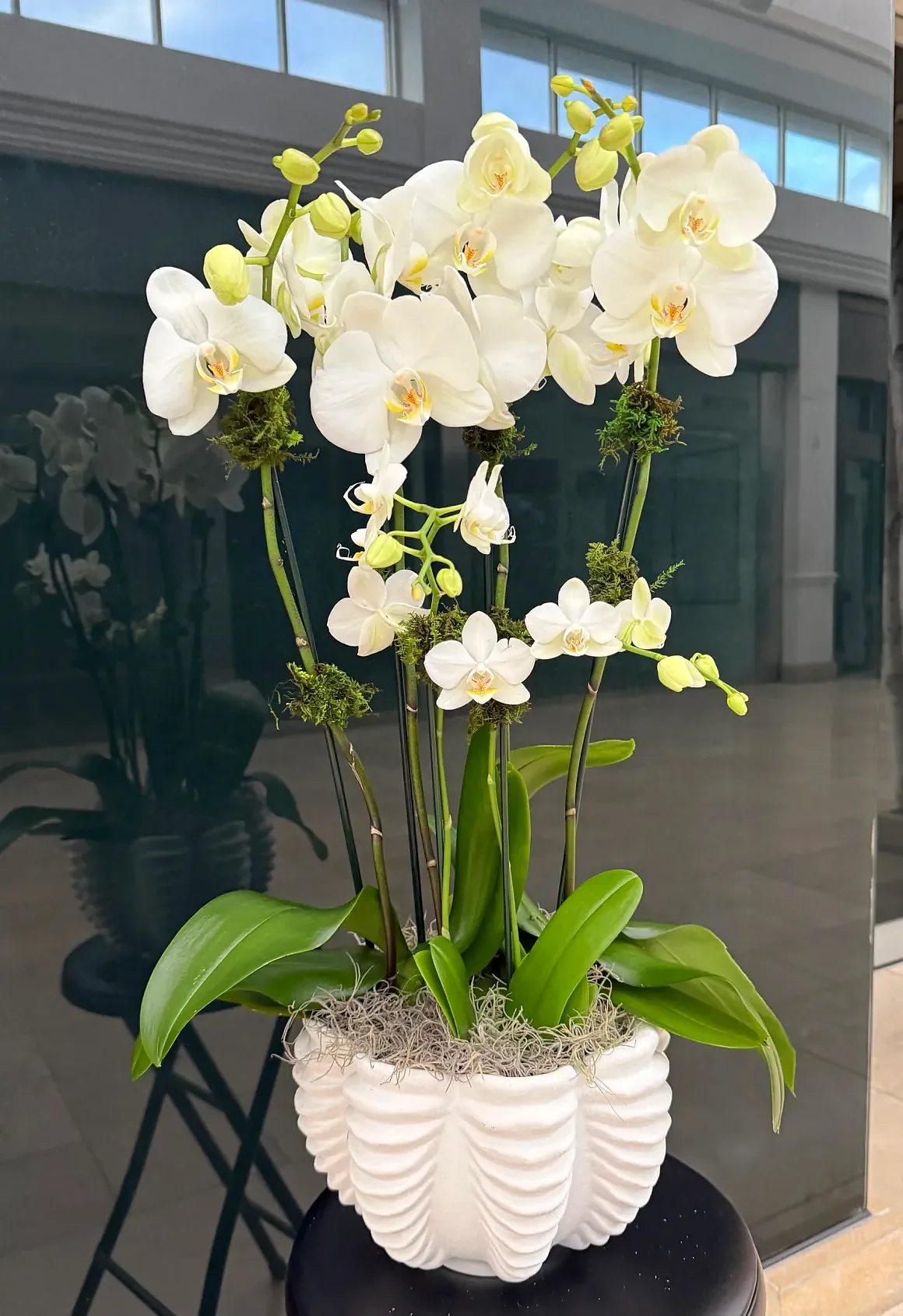 White orchid arrangement in a white scalloped pot, by The Orchid Lady in Sarasota