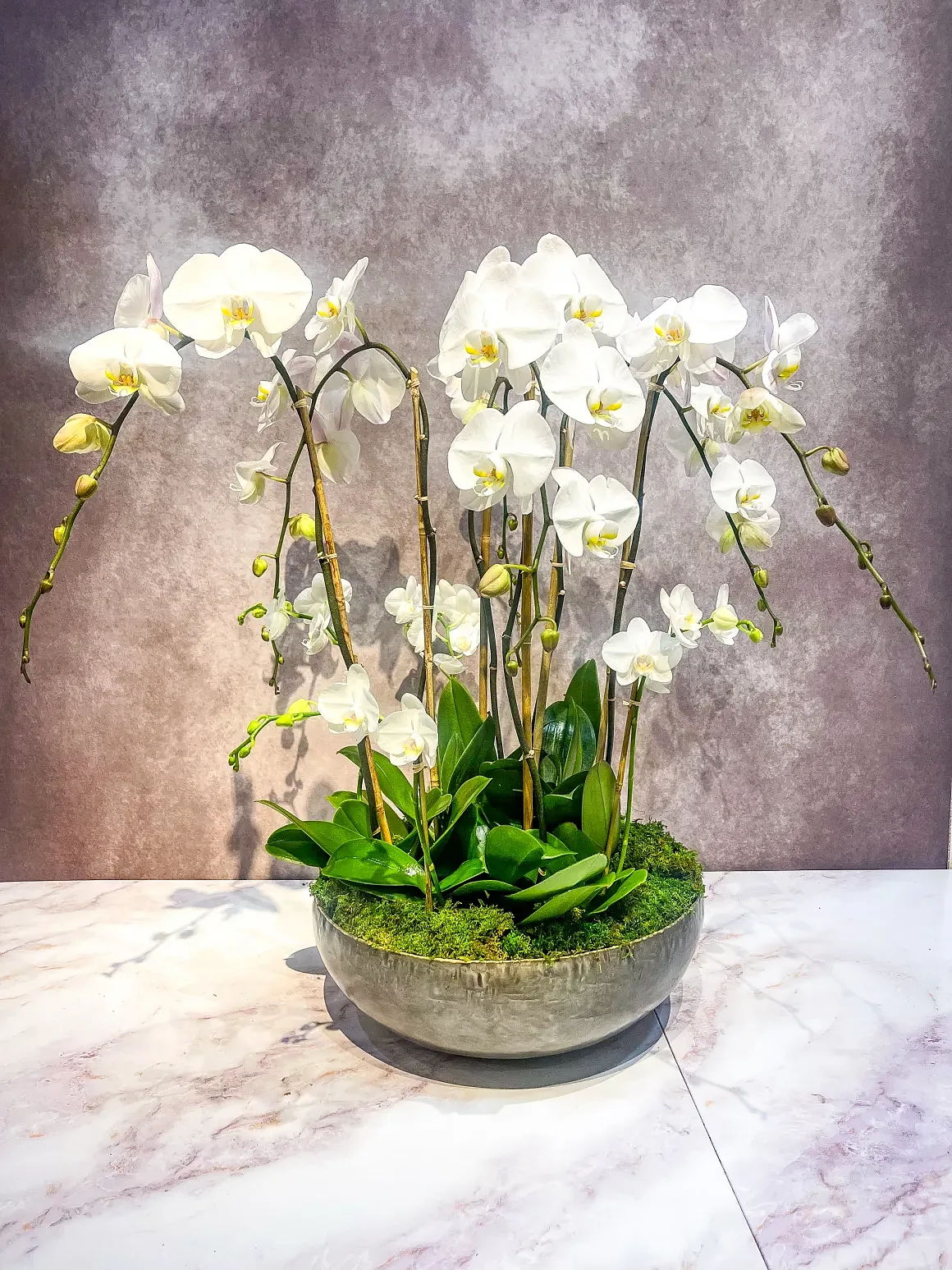 Cream orchid arrangement in a white bowl with moss, by The Orchid Lady in Sarasota