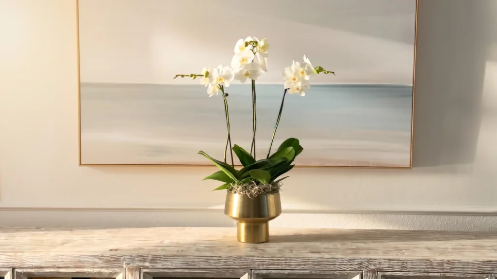 About The Orchid Lady Sarasota