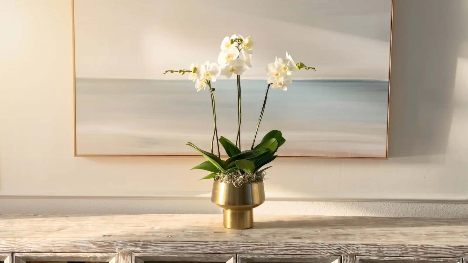 About The Orchid Lady Sarasota