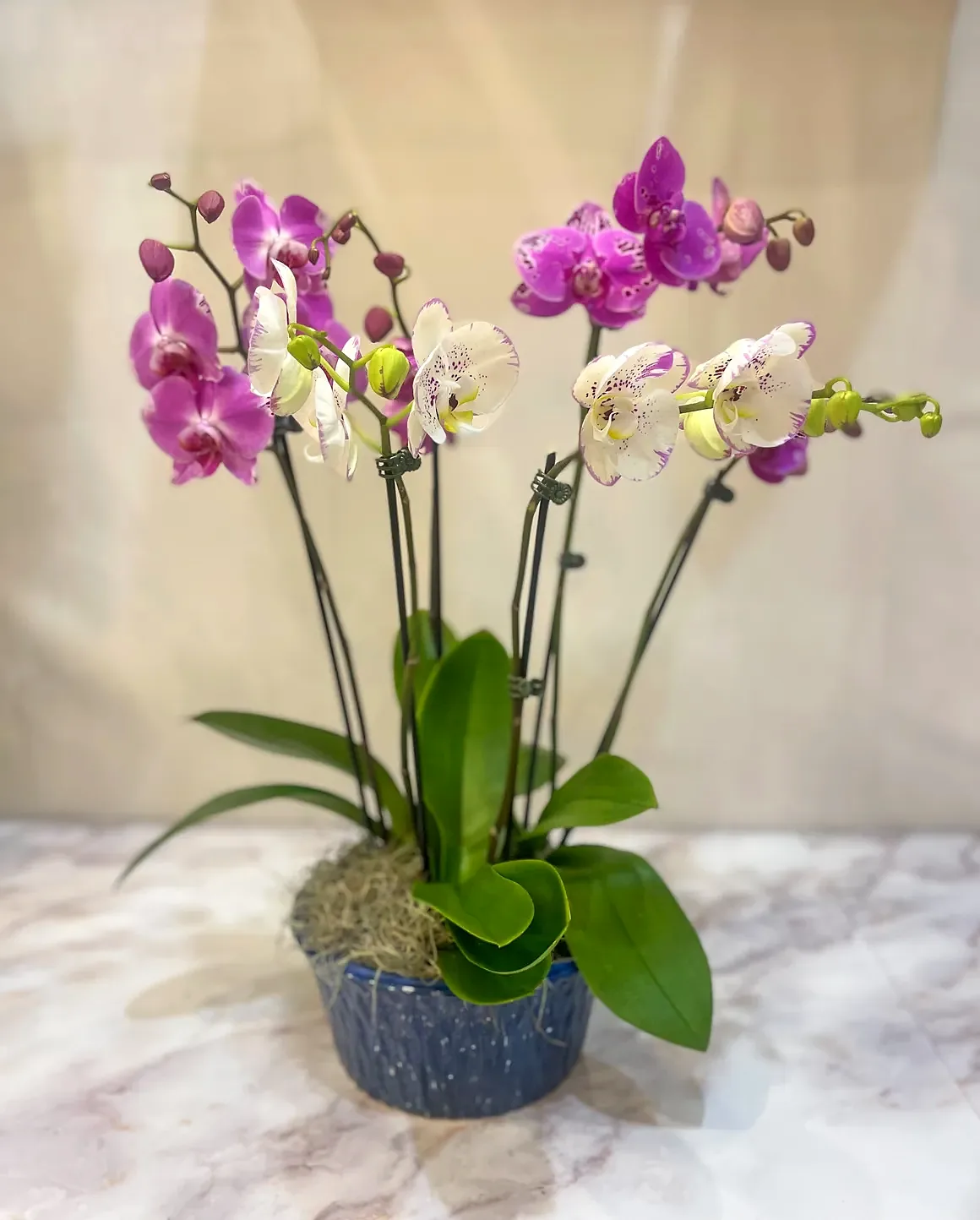 Magenta orchid arrangement in a blue speckled pot, by The Orchid Lady in Sarasota
