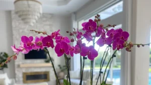 Magenta orchid arrangement in a white bowl, by The Orchid Lady in Sarasota