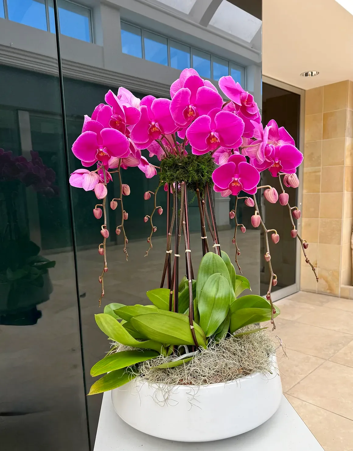 Magenta orchid arrangement in a white low bowl, by The Orchid Lady in Sarasota