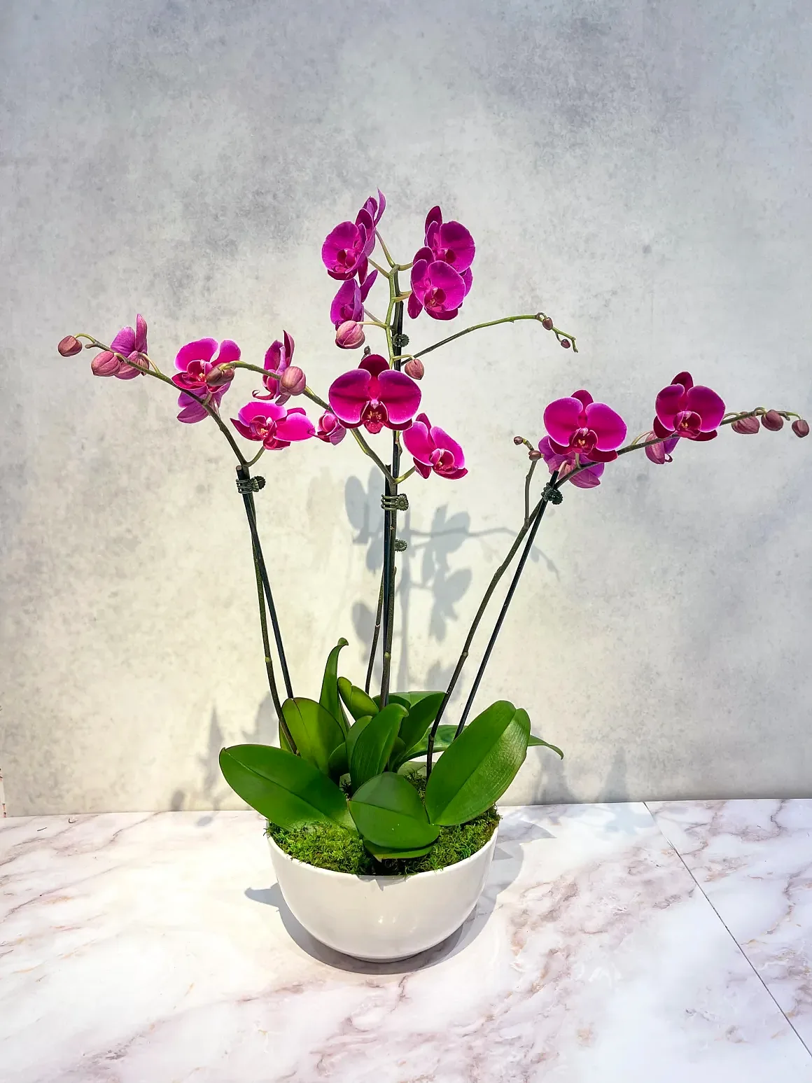 Magenta orchid arrangement in a white bowl, by The Orchid Lady in Sarasota