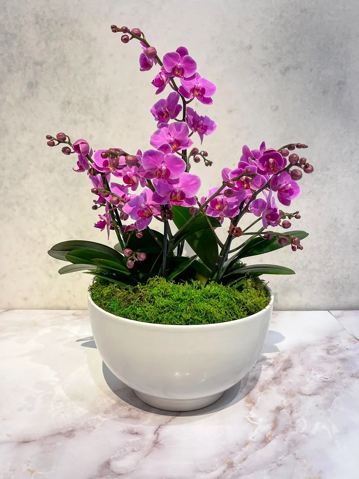 Magenta orchid arrangement in a white bowl with moss, by The Orchid Lady in Sarasota