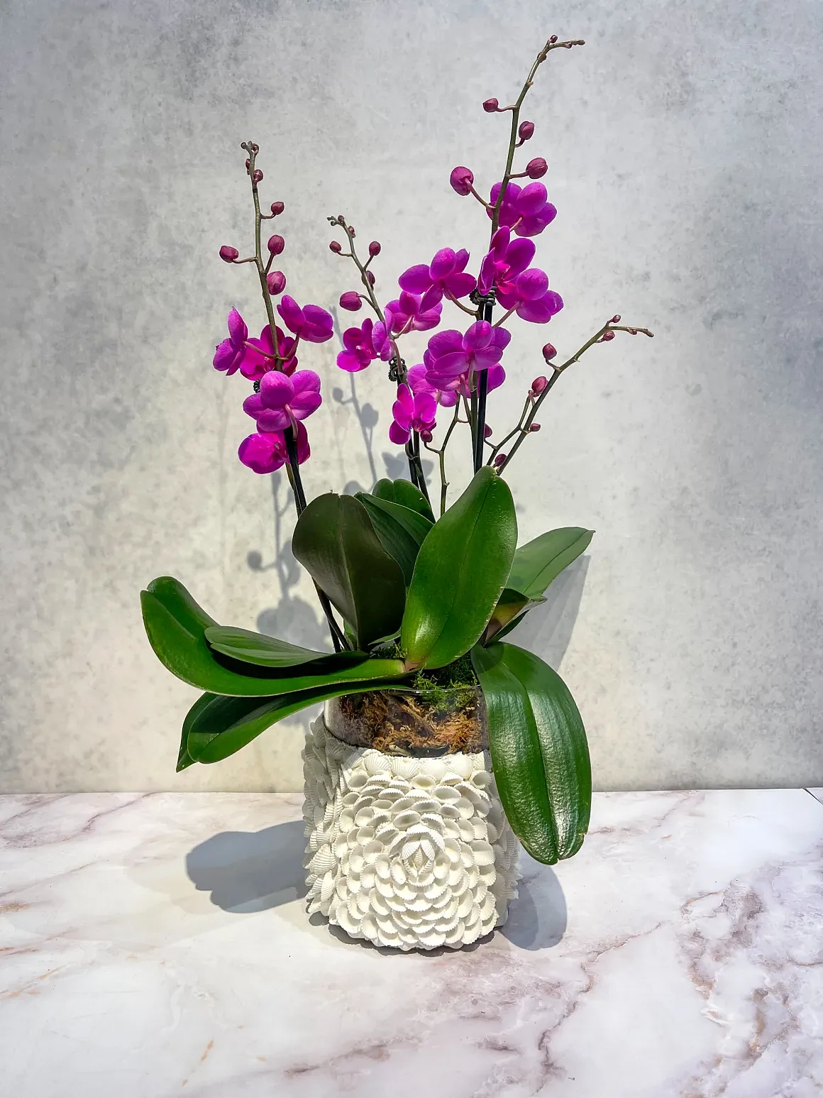 Magenta orchid arrangement in a white textured pot, by The Orchid Lady in Sarasota