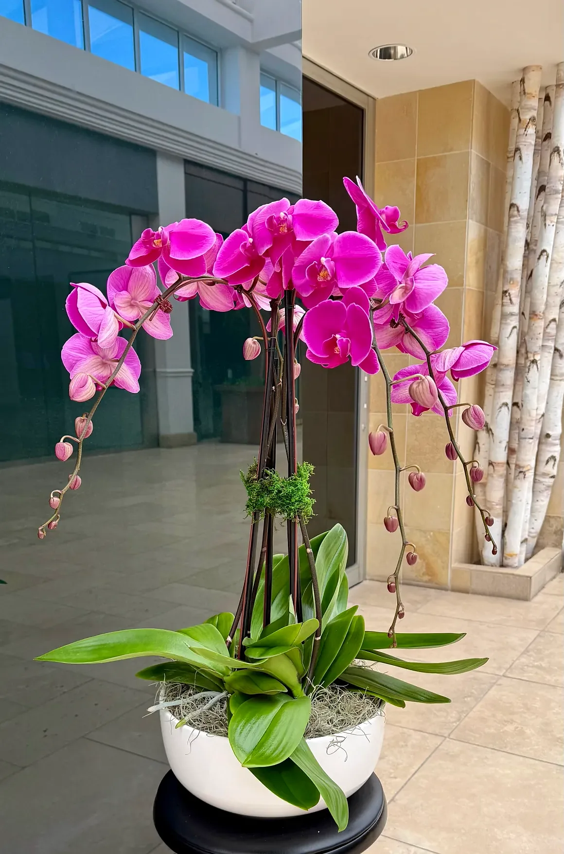 Magenta orchid cascading arrangement in a white bowl, by The Orchid Lady in Sarasota