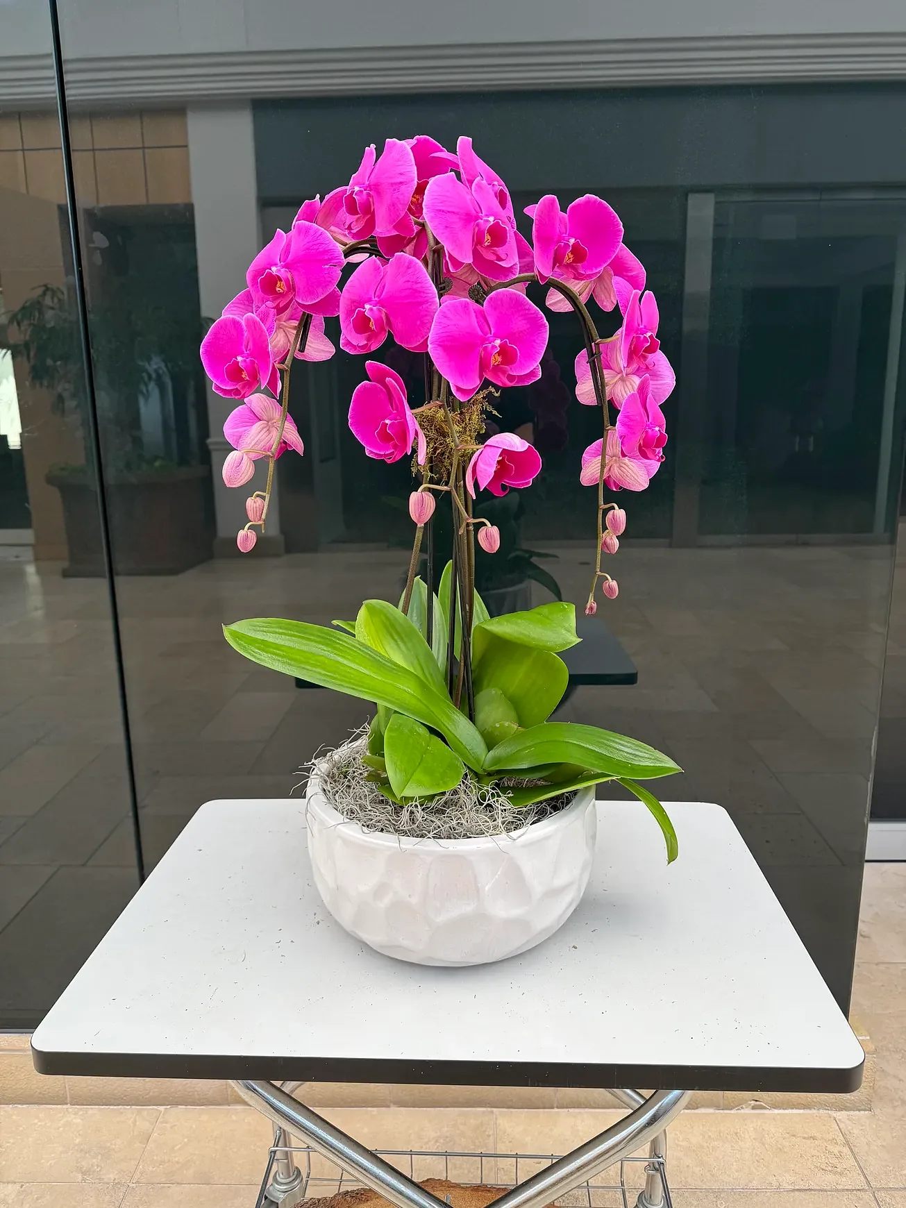 Magenta orchid cascading arrangement in a white geometric pot, by The Orchid Lady in Sarasota