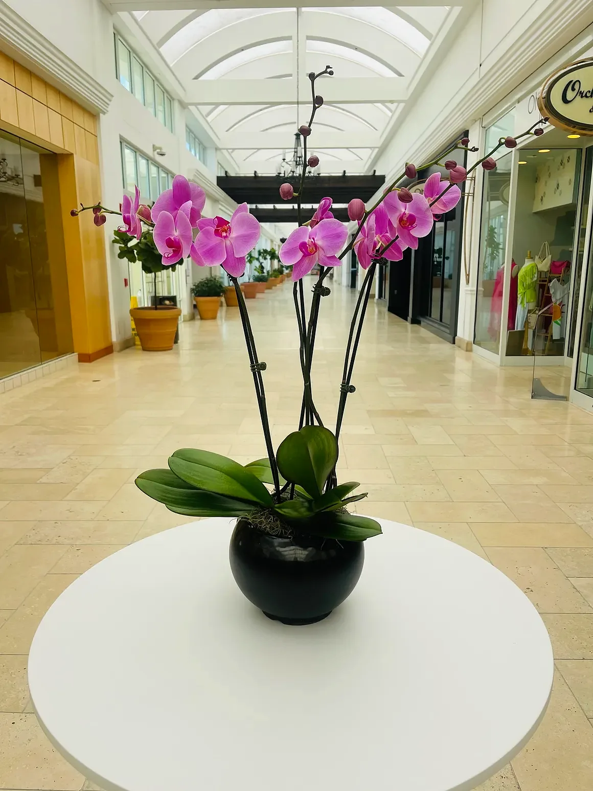 Magenta orchid arrangement in a black pot, by The Orchid Lady in Sarasota