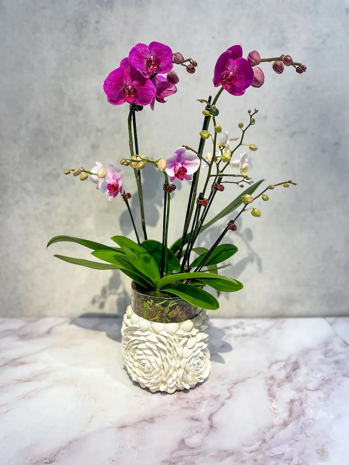 Magenta orchid arrangement in a white ruffled pot, by The Orchid Lady in Sarasota