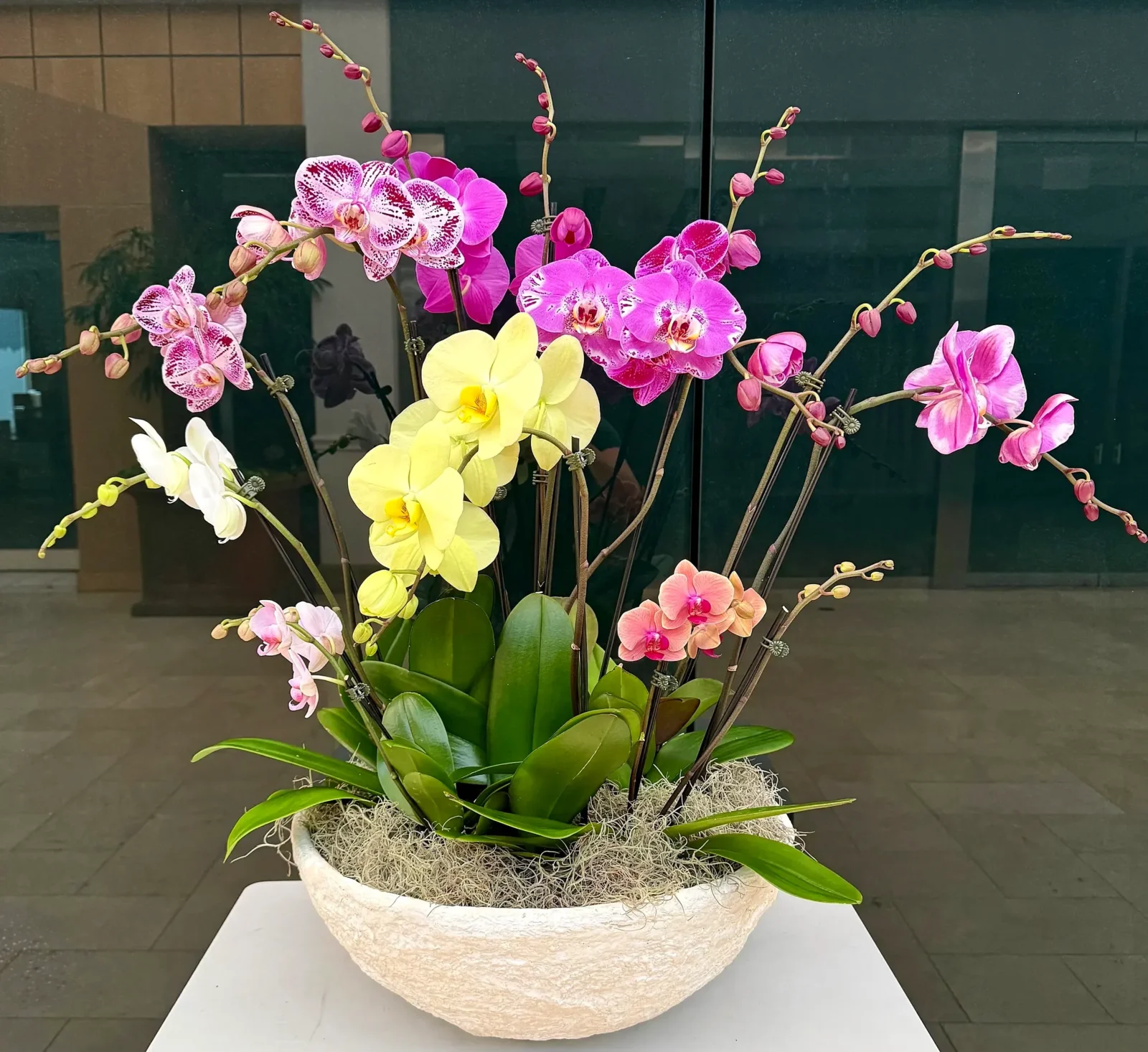 Yellow orchid arrangement in a cream textured bowl, by The Orchid Lady in Sarasota