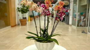 Peach orchid arrangement in a white fluted pot, by The Orchid Lady in Sarasota