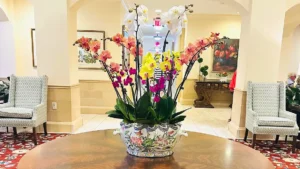 White orchid arrangement in a patterned pot, by The Orchid Lady in Sarasota