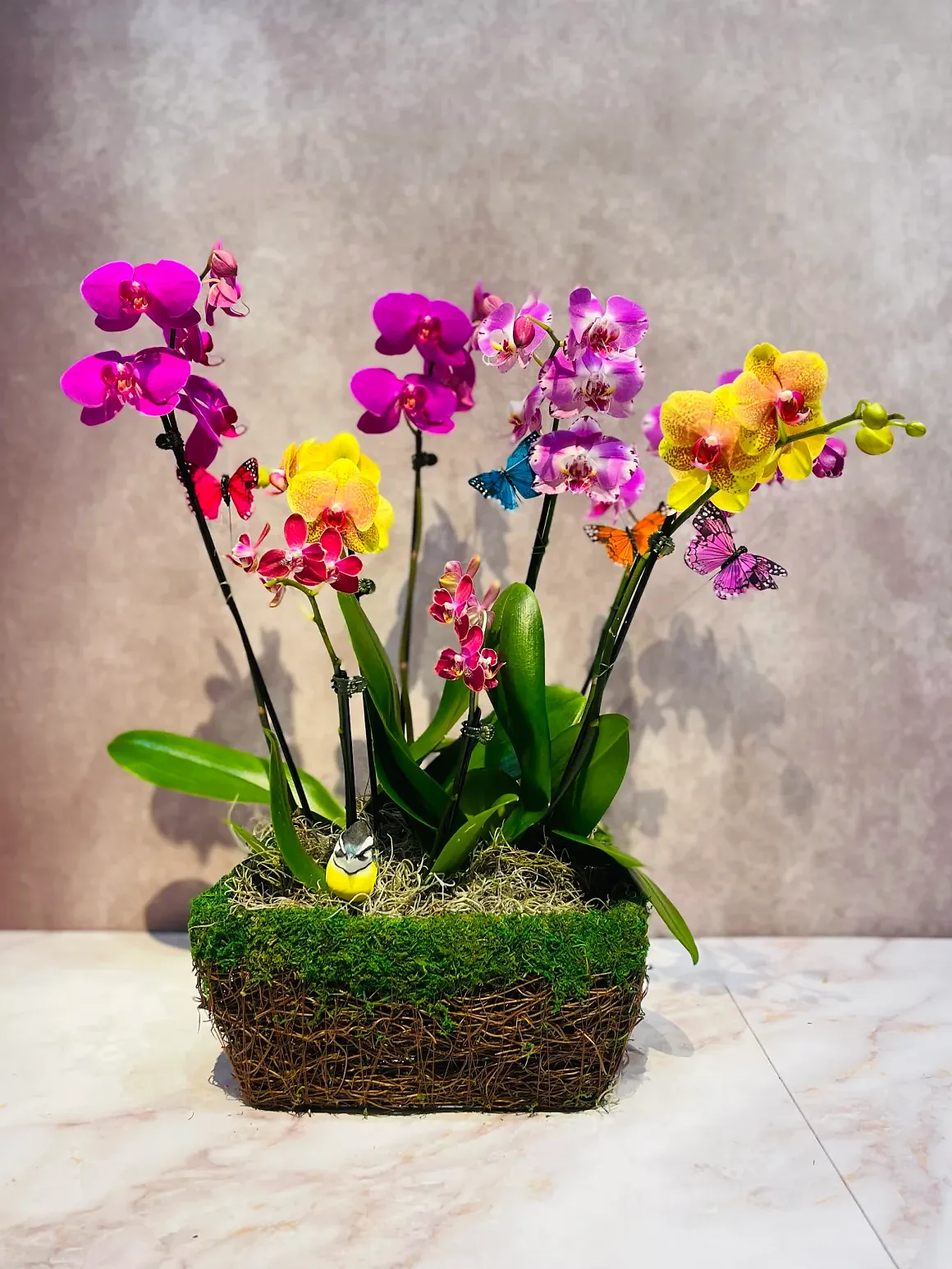 Magenta orchid arrangement in a moss/nest rectangular base, by The Orchid Lady in Sarasota