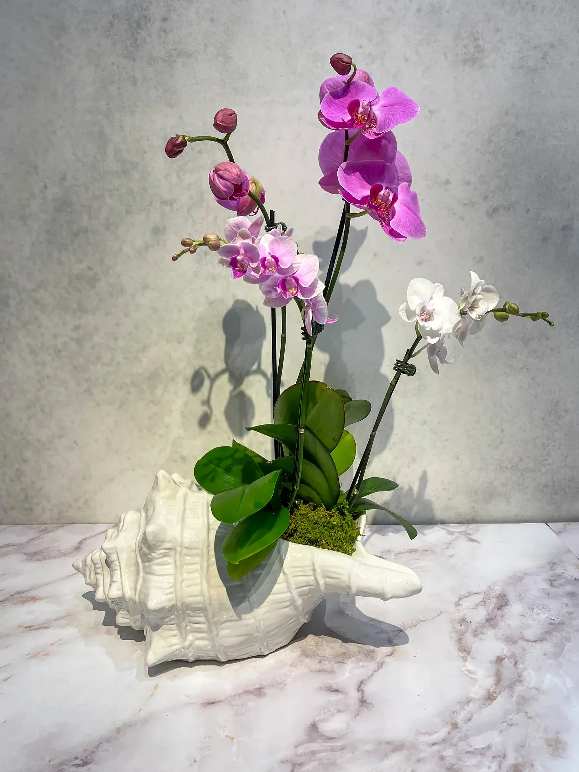 Purple orchid arrangement in a white seashell (conch) container, by The Orchid Lady in Sarasota
