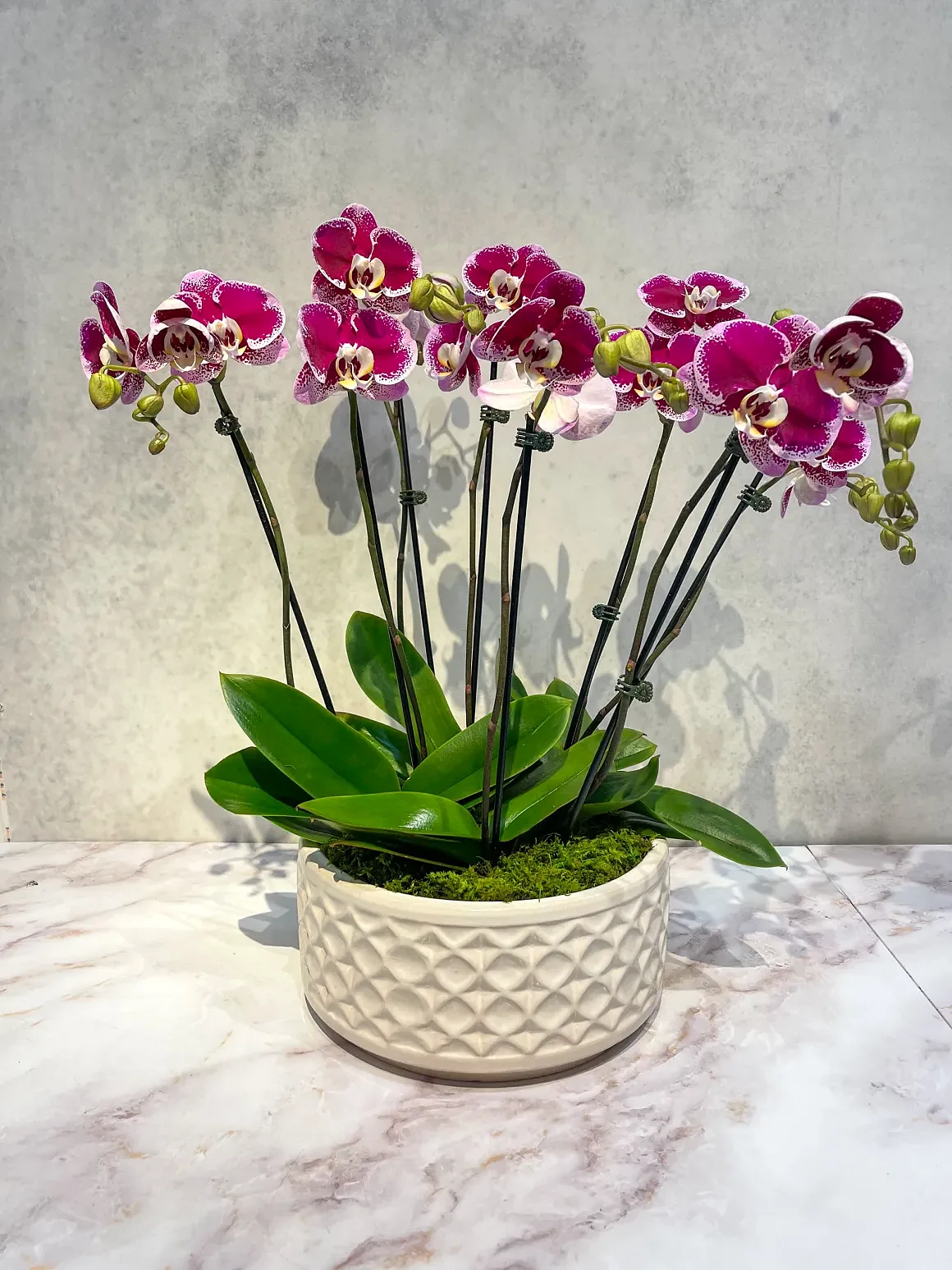 Magenta orchid arrangement in a white diamond-textured bowl, by The Orchid Lady in Sarasota