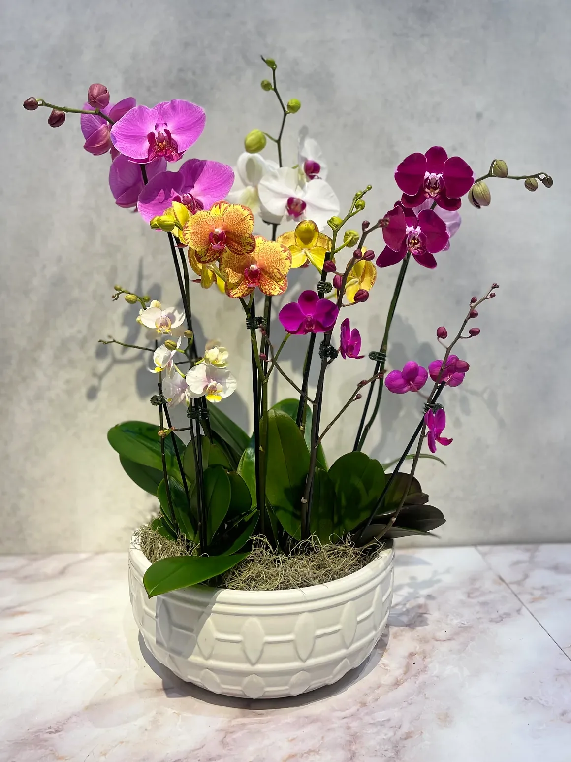 Magenta orchid arrangement in a white geometric pot, by The Orchid Lady in Sarasota