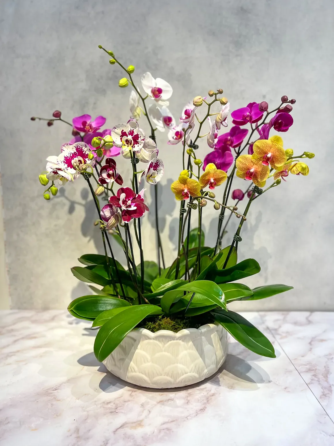 Magenta orchid arrangement in a white pot, by The Orchid Lady in Sarasota