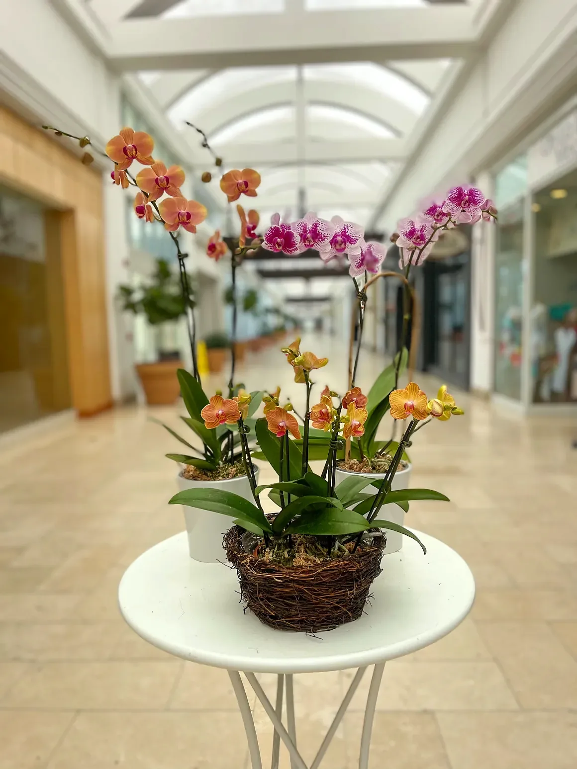 Peach orchid arrangement in a twig/nest base, by The Orchid Lady in Sarasota