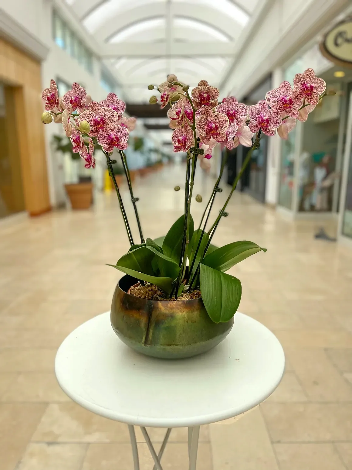 Pink orchid arrangement in a bronze-glazed low bowl, by The Orchid Lady in Sarasota
