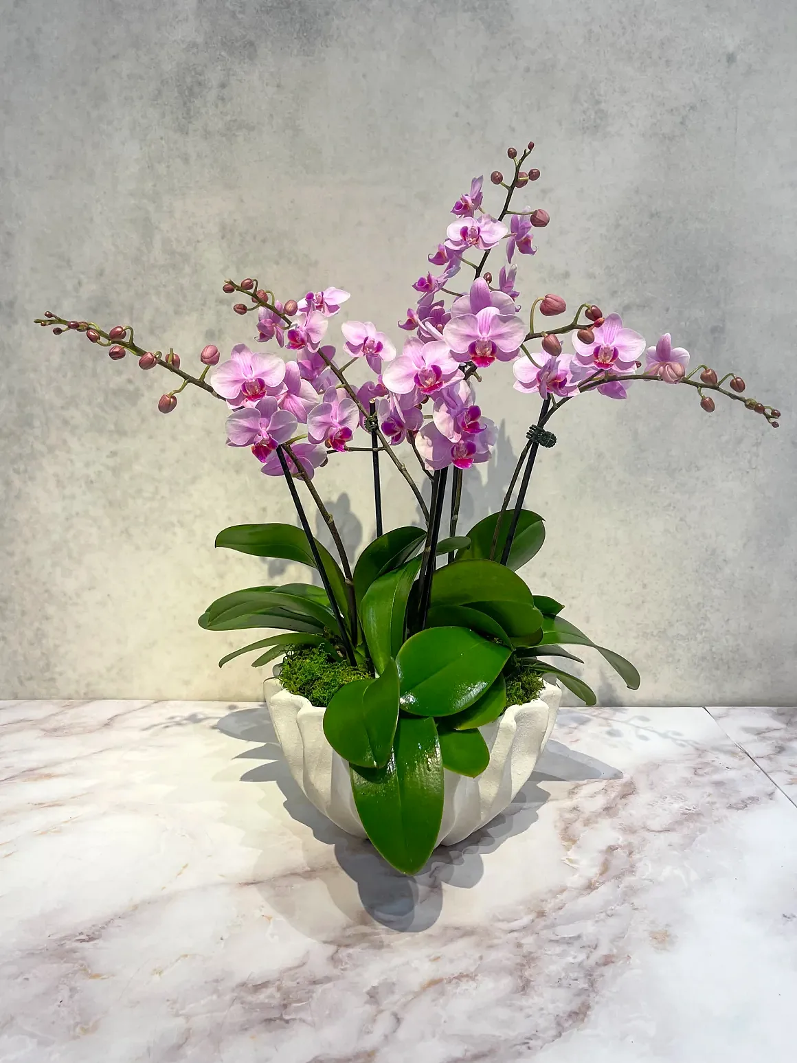 Pink orchid arrangement in a white geometric pot, by The Orchid Lady in Sarasota