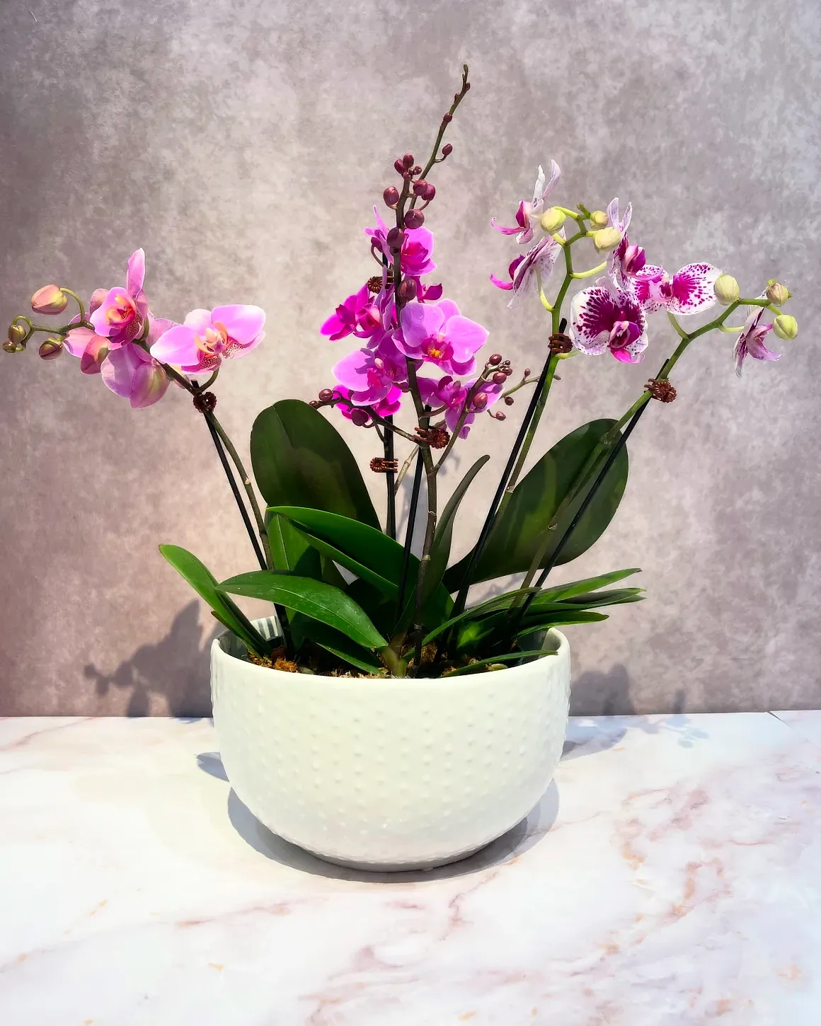 Pink orchid arrangement in a white textured pot, by The Orchid Lady in Sarasota