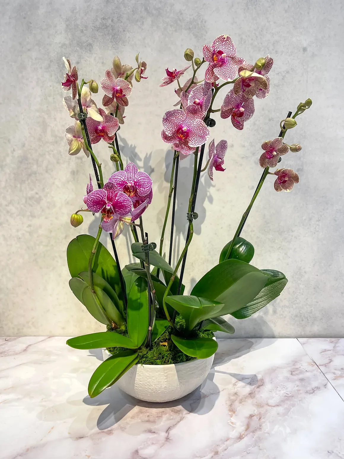 Pink orchid arrangement in a white bowl, by The Orchid Lady in Sarasota