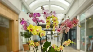 Pink orchid arrangement in a dark ceramic bowl, by The Orchid Lady in Sarasota