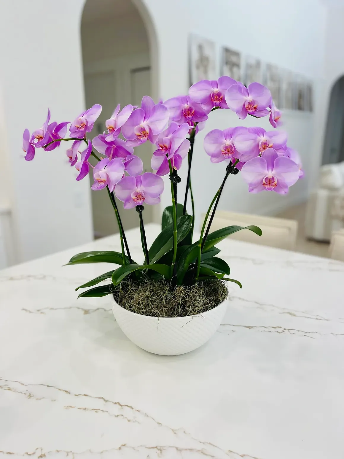 Purple orchid plant in a white bowl, by The Orchid Lady in Sarasota