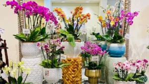Mixed orchid arrangement in a various stands, by The Orchid Lady in Sarasota