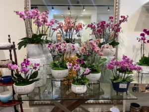Mixed orchid arrangement in a mirrored stands, by The Orchid Lady in Sarasota