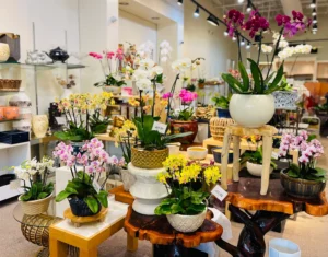 Mixed orchid arrangement in a wood stands, by The Orchid Lady in Sarasota