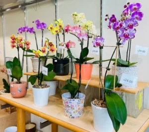 Mixed orchid arrangement in a pots with price tags, by The Orchid Lady in Sarasota