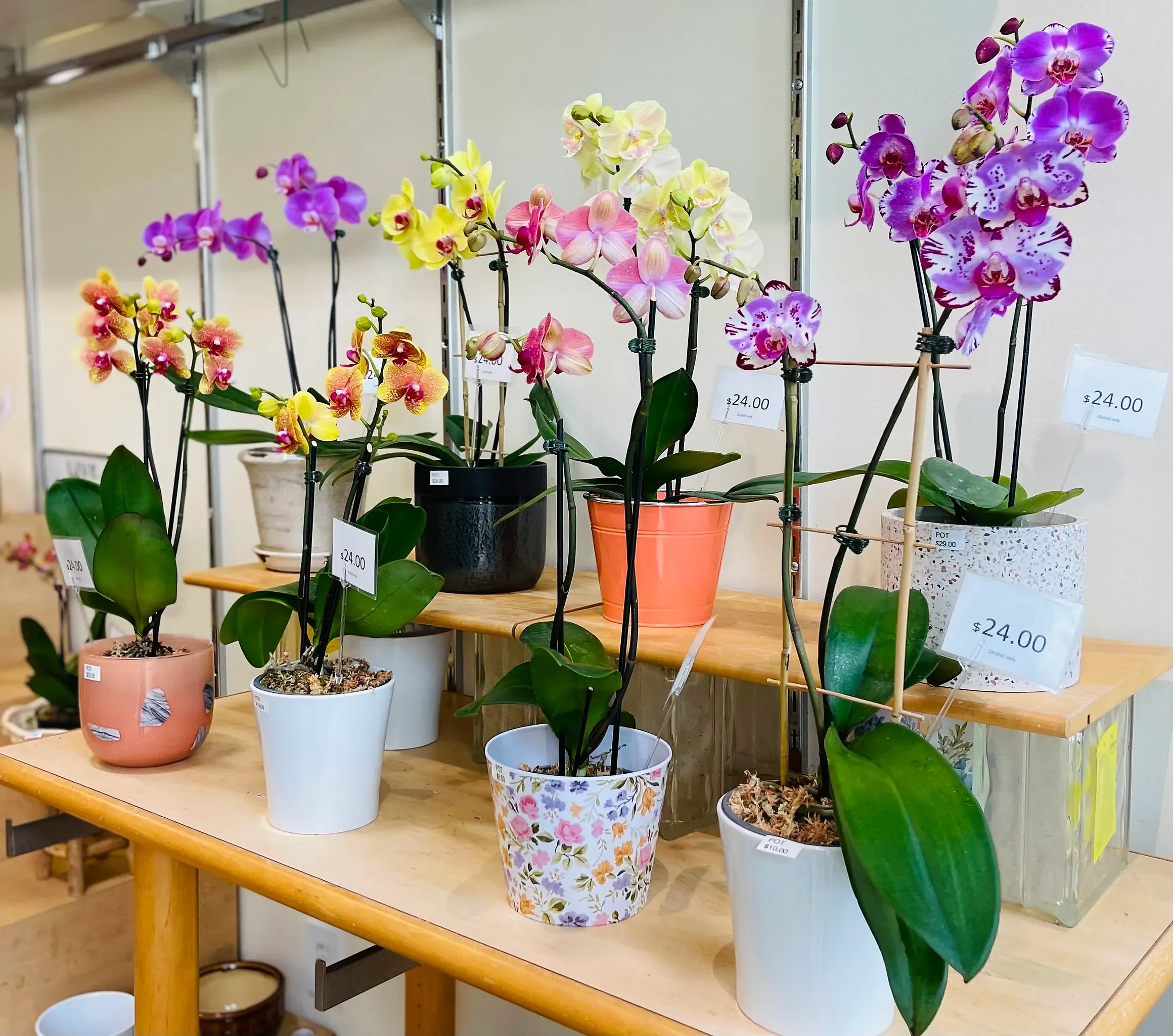 Mixed orchid arrangement in a pots with price tags, by The Orchid Lady in Sarasota