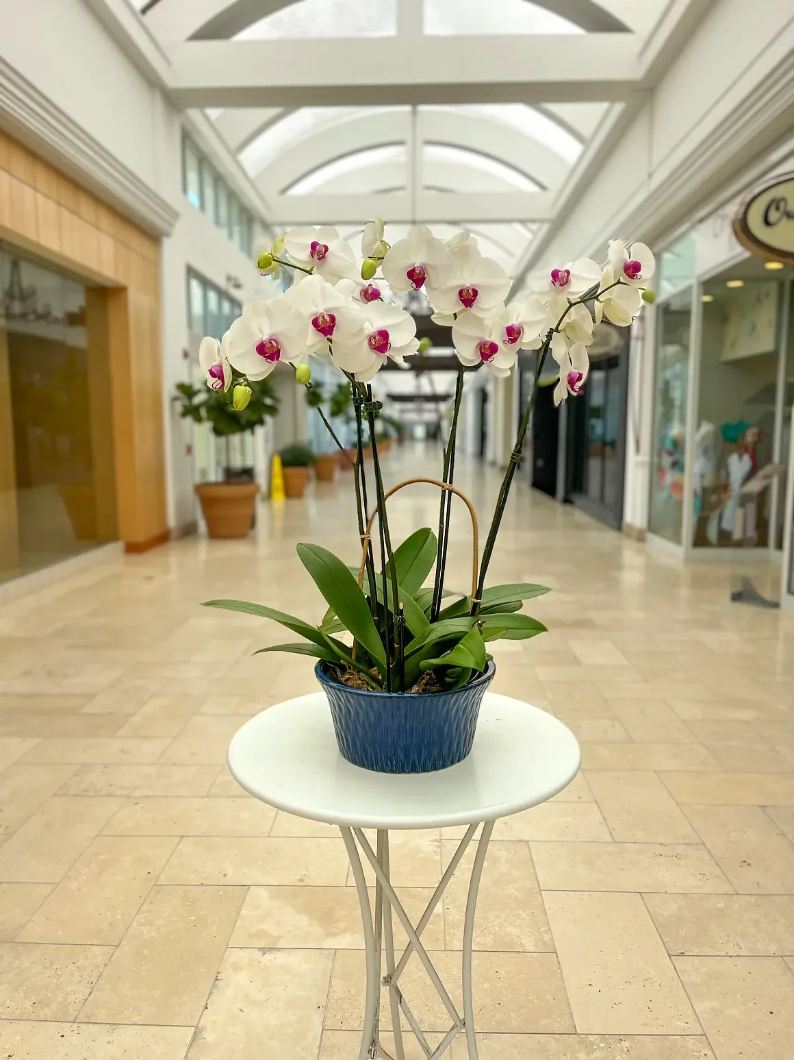 White orchid arrangement in a small blue speckled pot, by The Orchid Lady in Sarasota