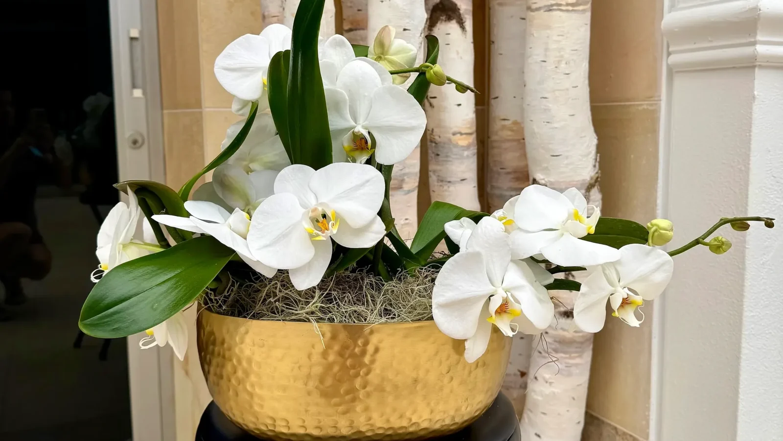 orchid-white-arrangement-brass-birch-93