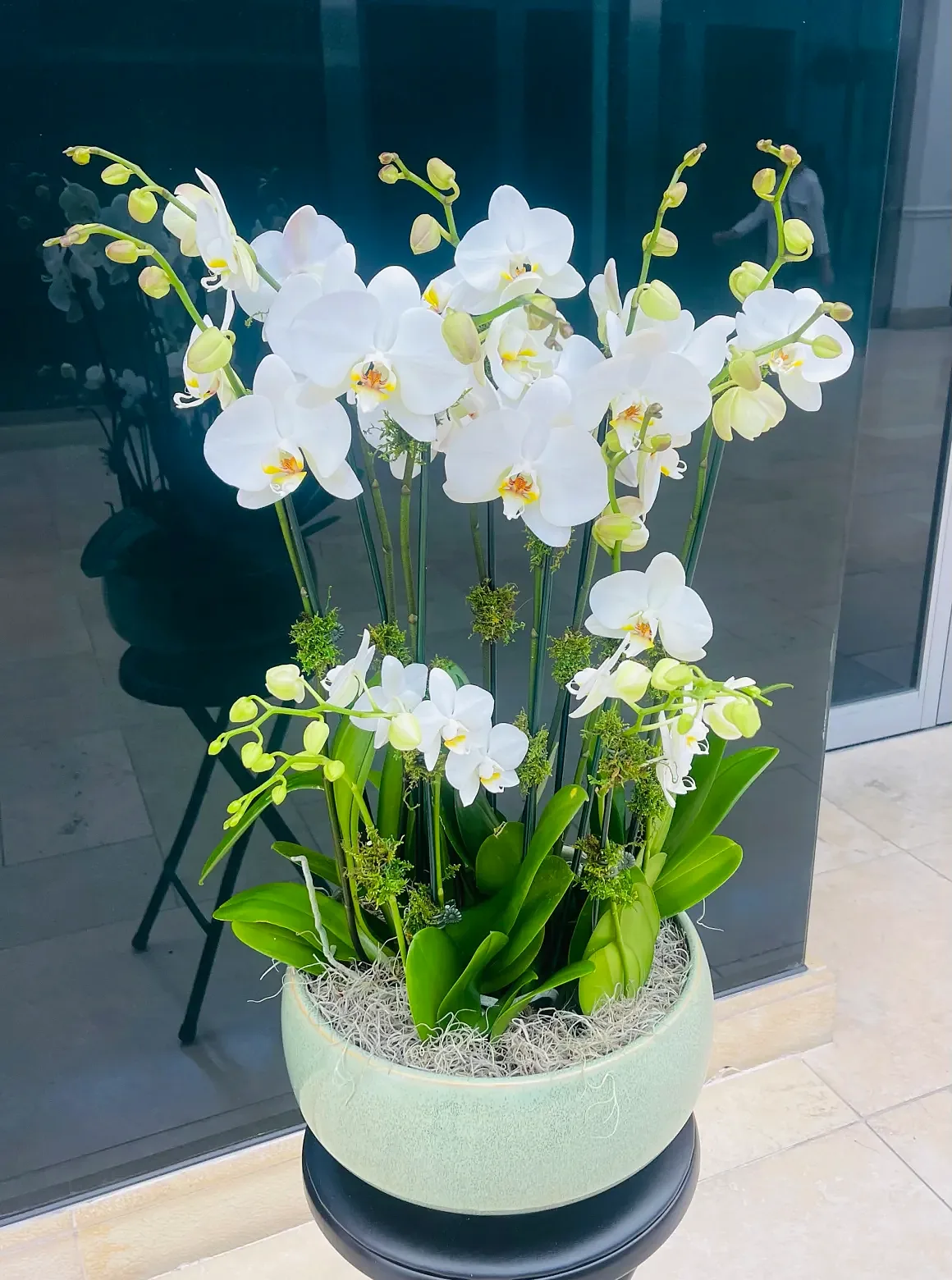 White orchid arrangement in a green celadon crackle pot, by The Orchid Lady in Sarasota