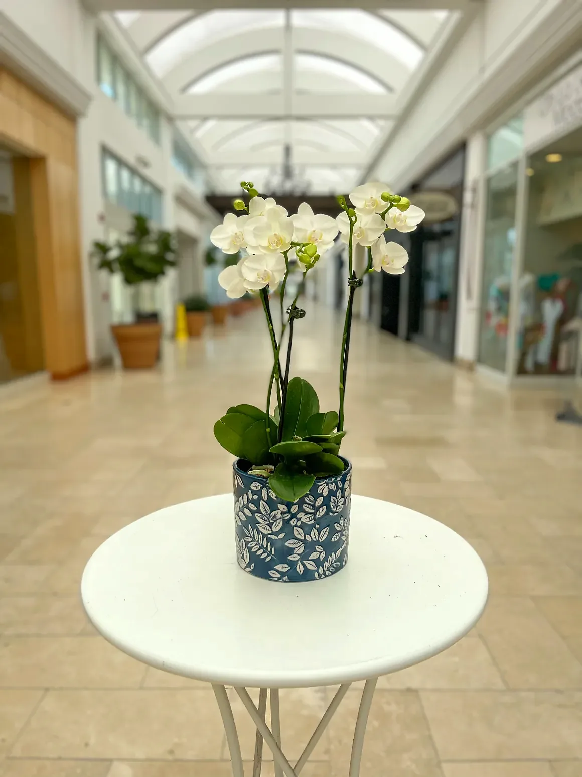 White orchid arrangement in a blue-and-white chinoiserie pot, by The Orchid Lady in Sarasota